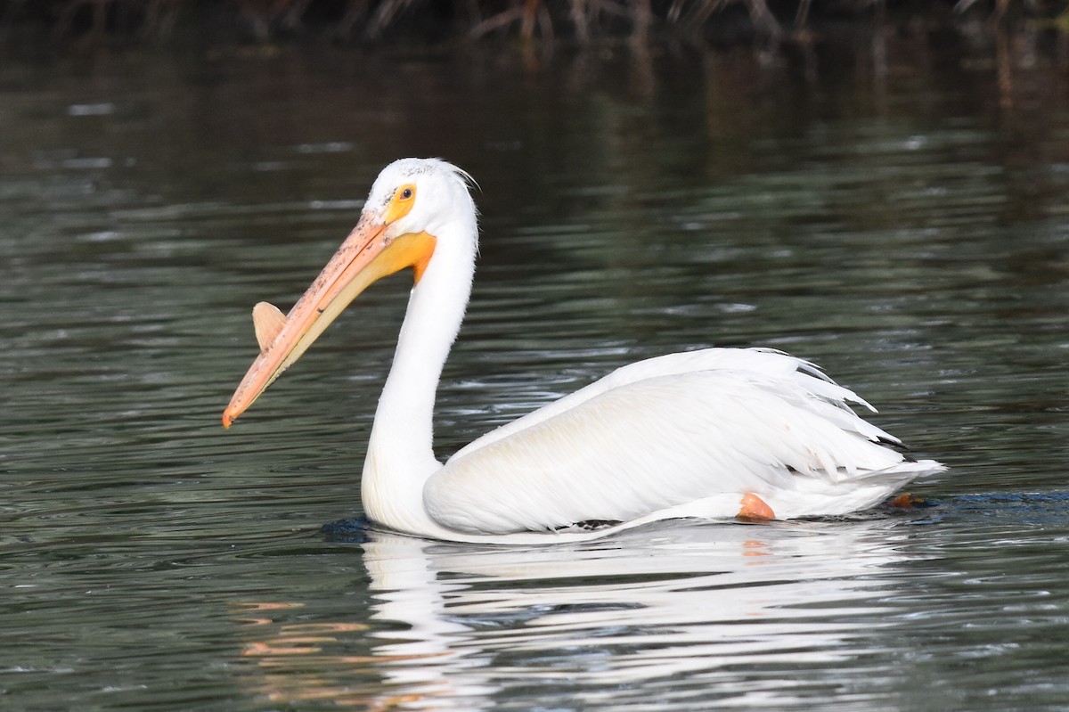 American White Pelican - Caleb Strand