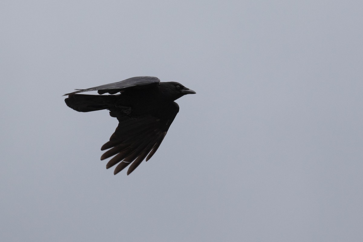 American Crow - ML164039461