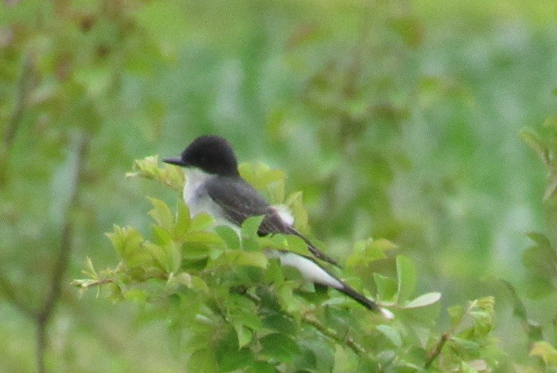 Eastern Kingbird - ML164039491