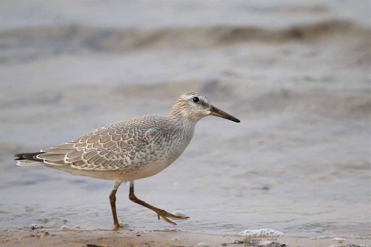 Red Knot - ML164039861