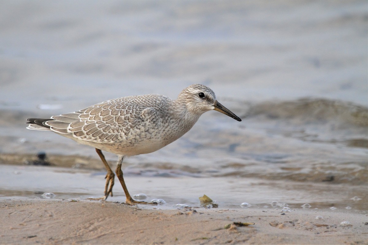 Red Knot - ML164039871