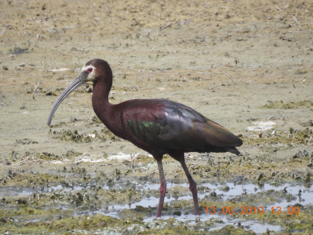 hvitgrimeibis - ML164040111