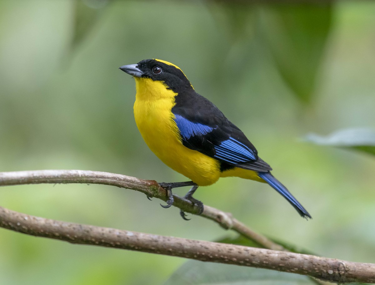 Blue-winged Mountain Tanager - William Richards