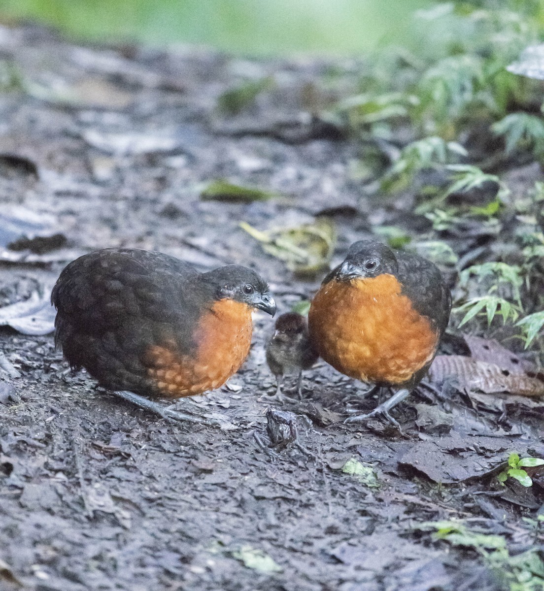 Dark-backed Wood-Quail - ML164042321