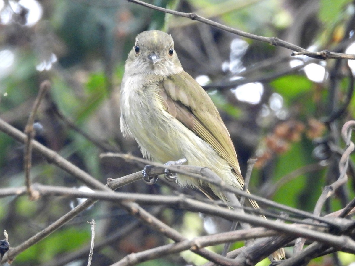 Pale-bellied Tyrant-Manakin - ML164042861