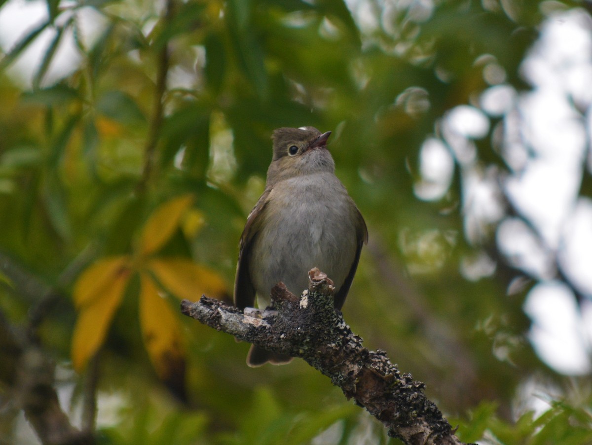 White-crested Elaenia - ML164046251