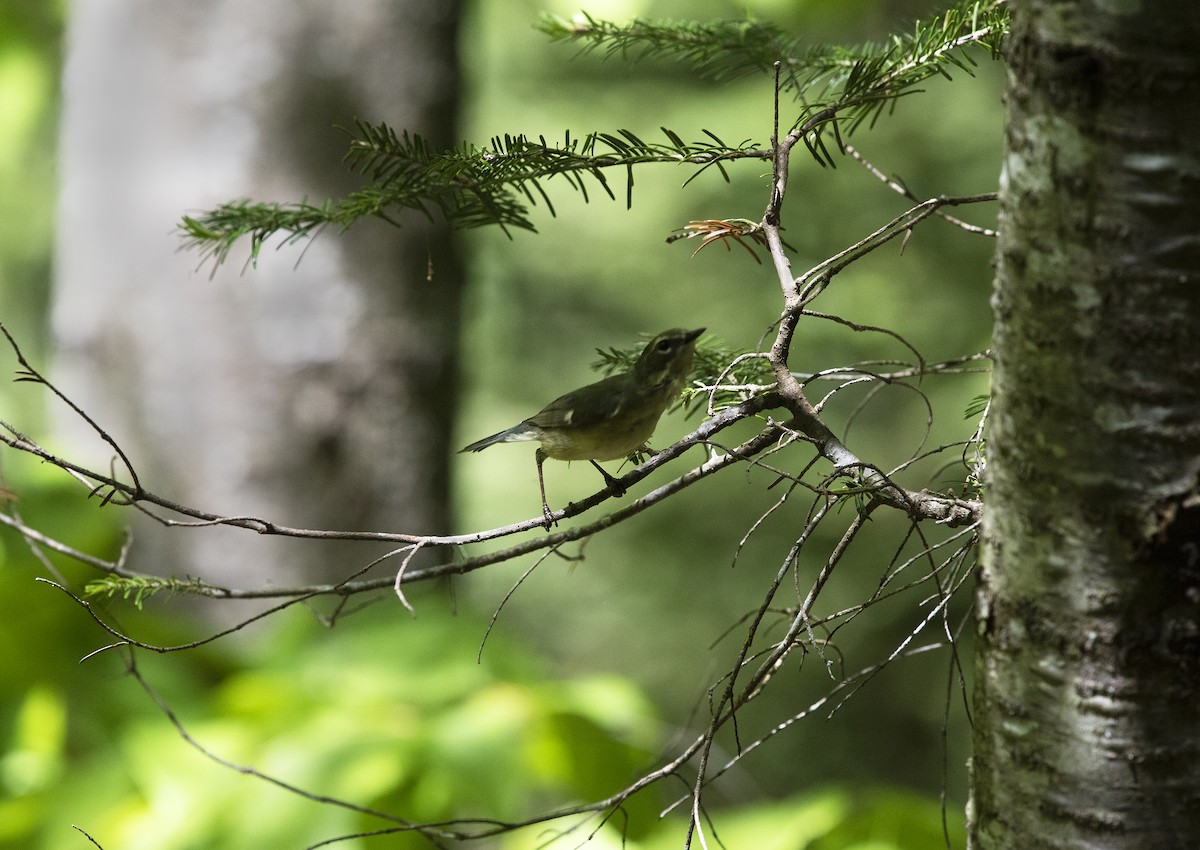 Black-throated Blue Warbler - Deborah Dohne