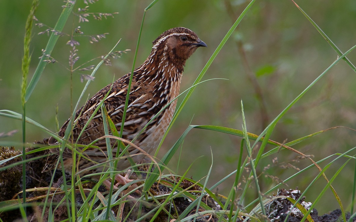 Common Quail - ML164047921