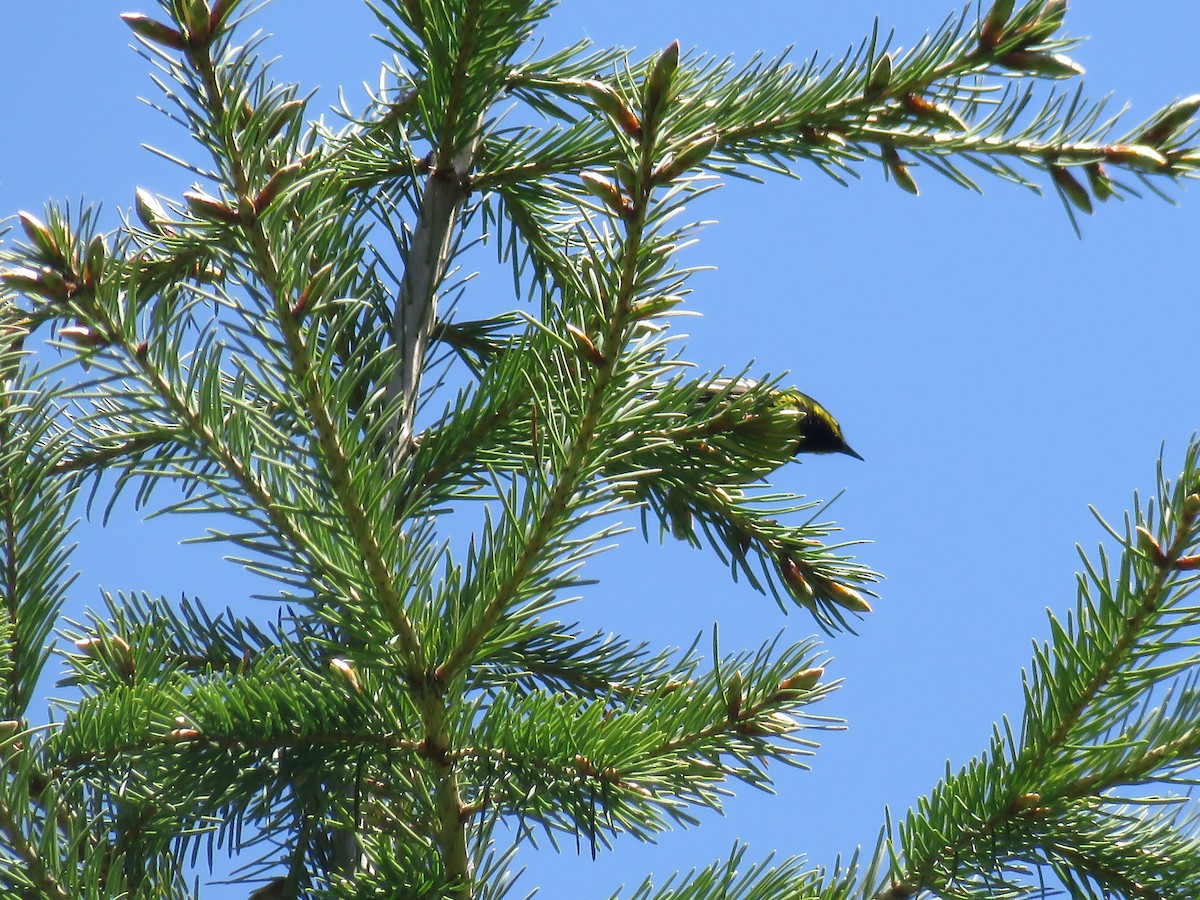 Townsend's Warbler - ML164049101