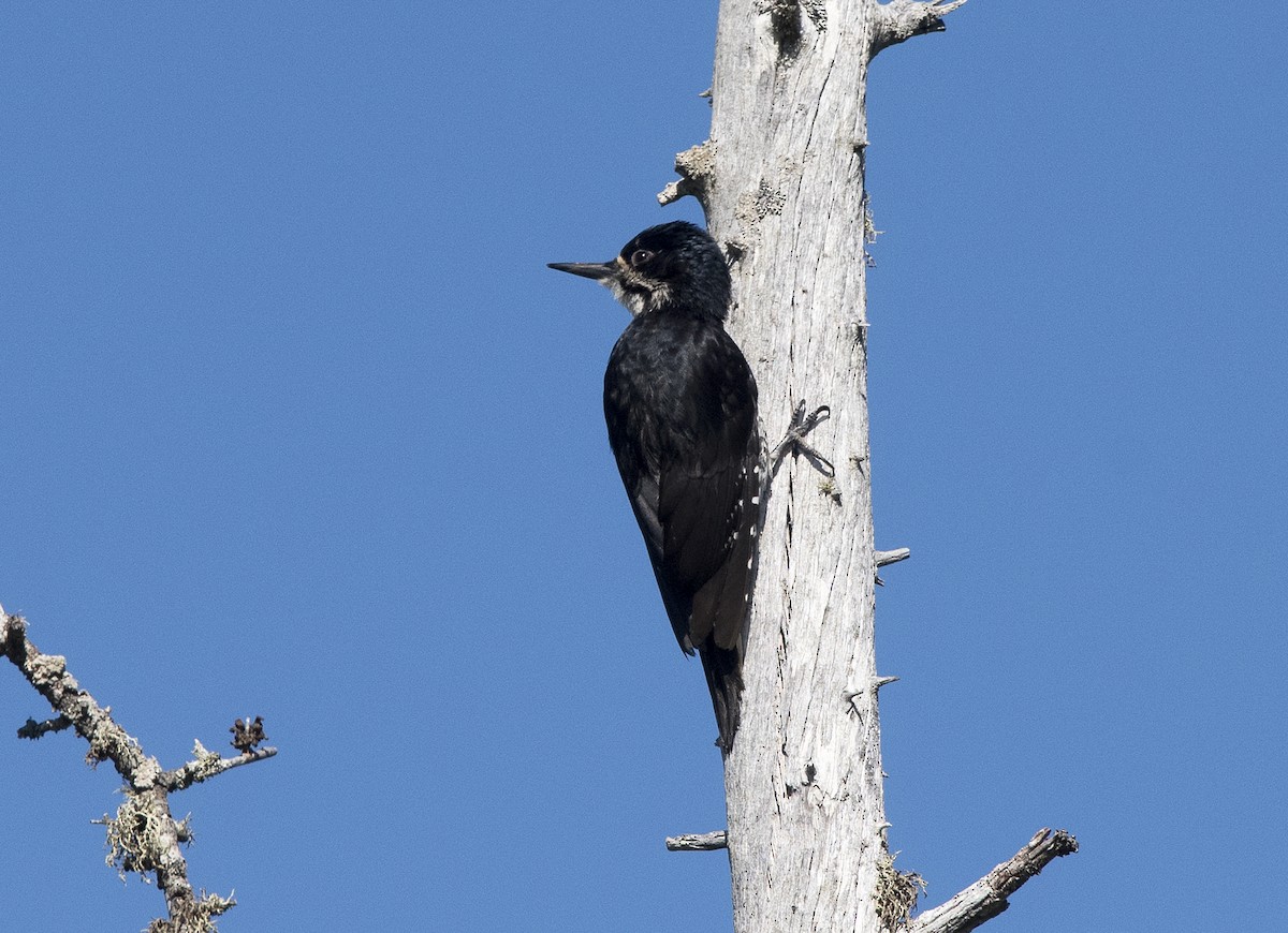 Black-backed Woodpecker - Deborah Dohne