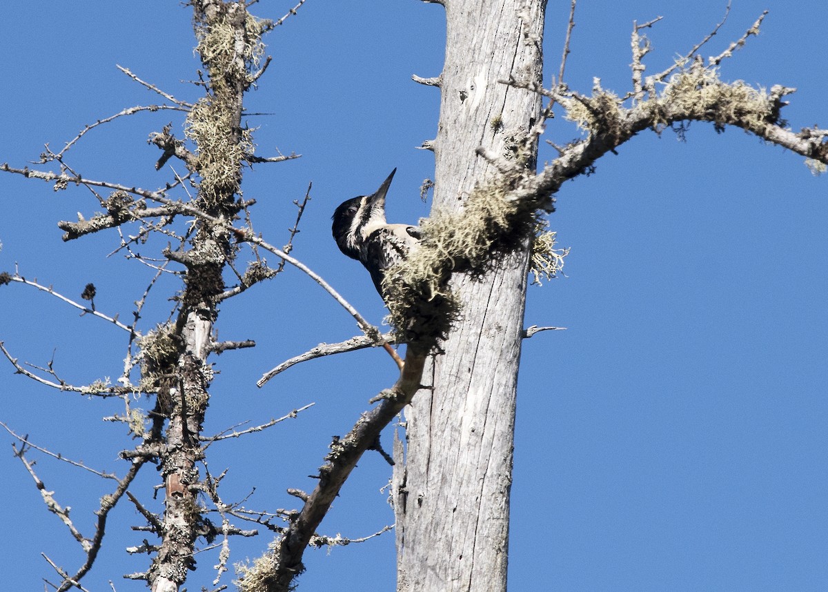 Black-backed Woodpecker - Deborah Dohne