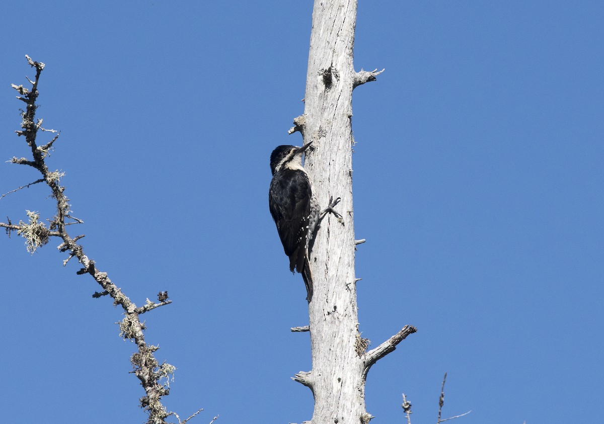 Black-backed Woodpecker - Deborah Dohne