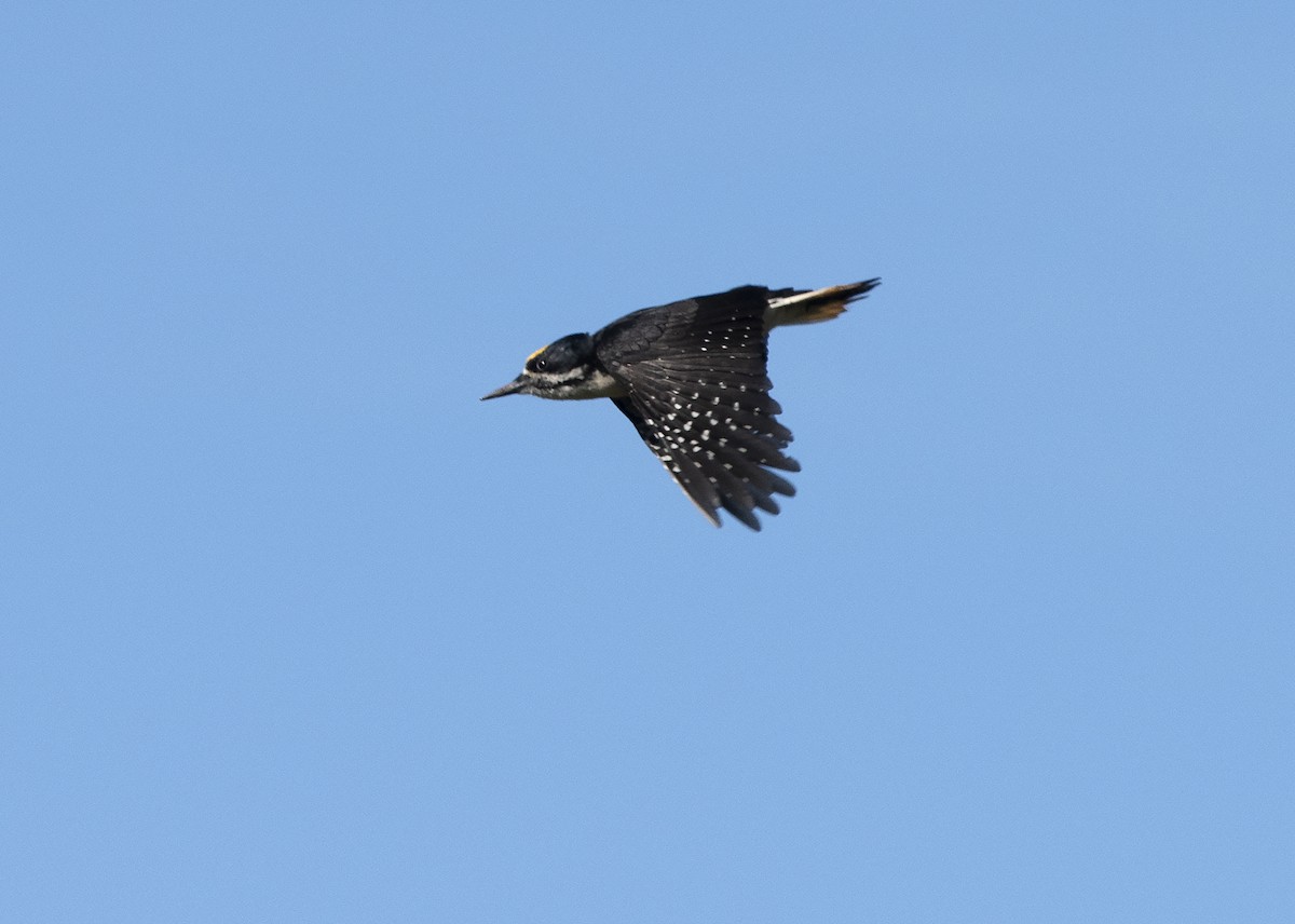 Black-backed Woodpecker - Deborah Dohne