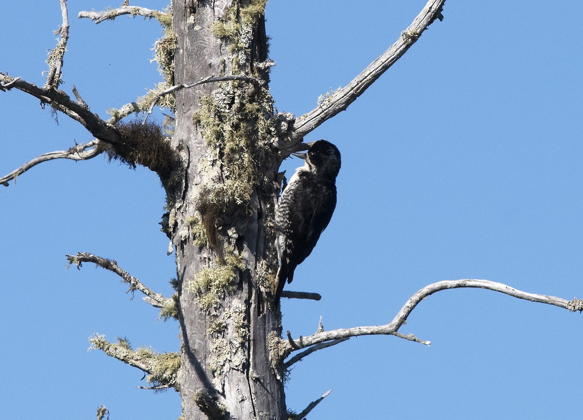 Black-backed Woodpecker - Deborah Dohne