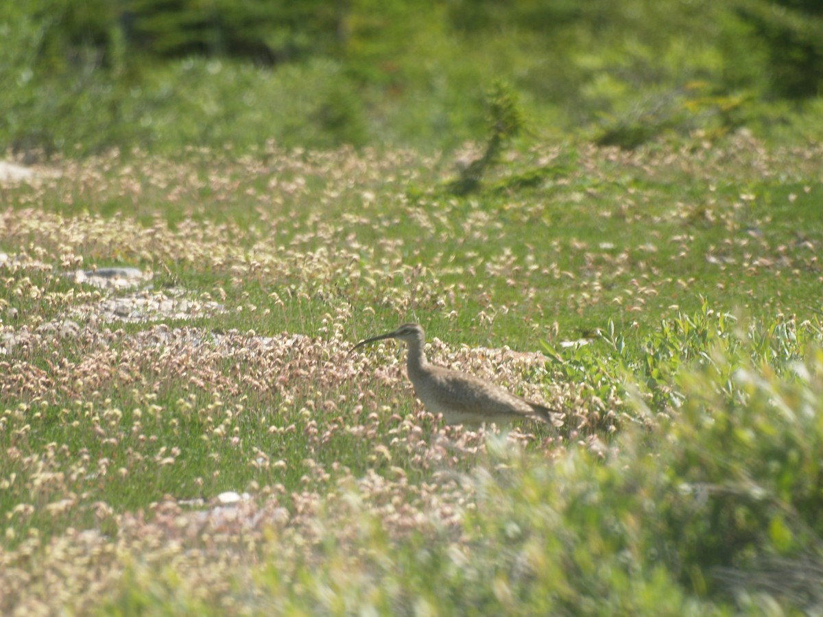 Regenbrachvogel - ML164052891