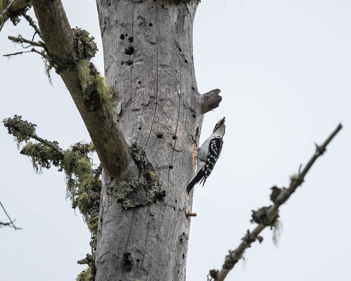 Hairy Woodpecker - ML164054441