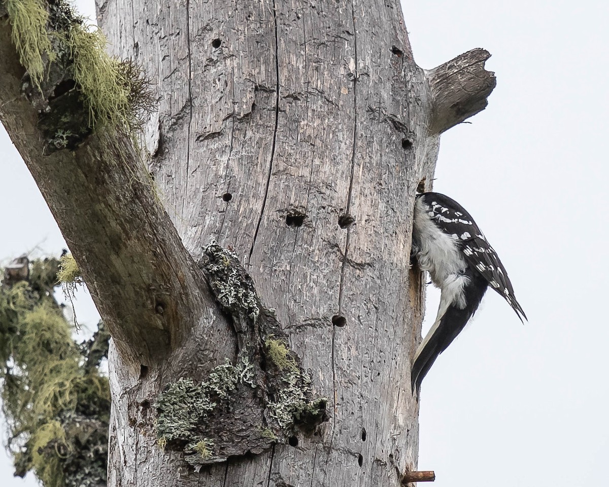 Hairy Woodpecker - ML164054511