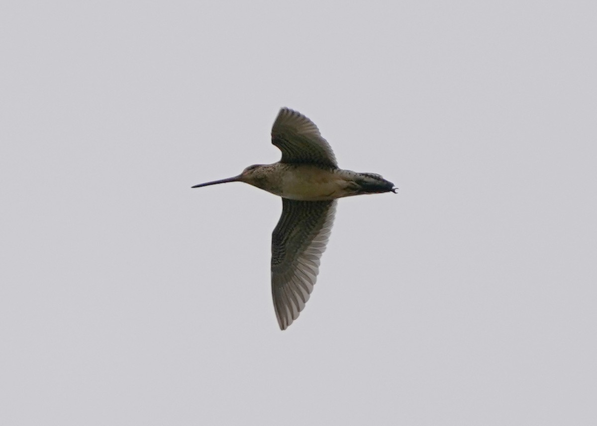 Wilson's Snipe - ML164054691