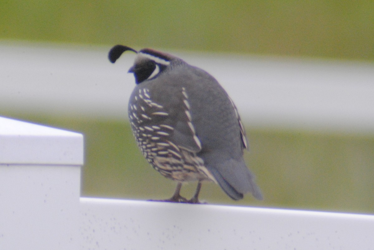 California Quail - ML164055901