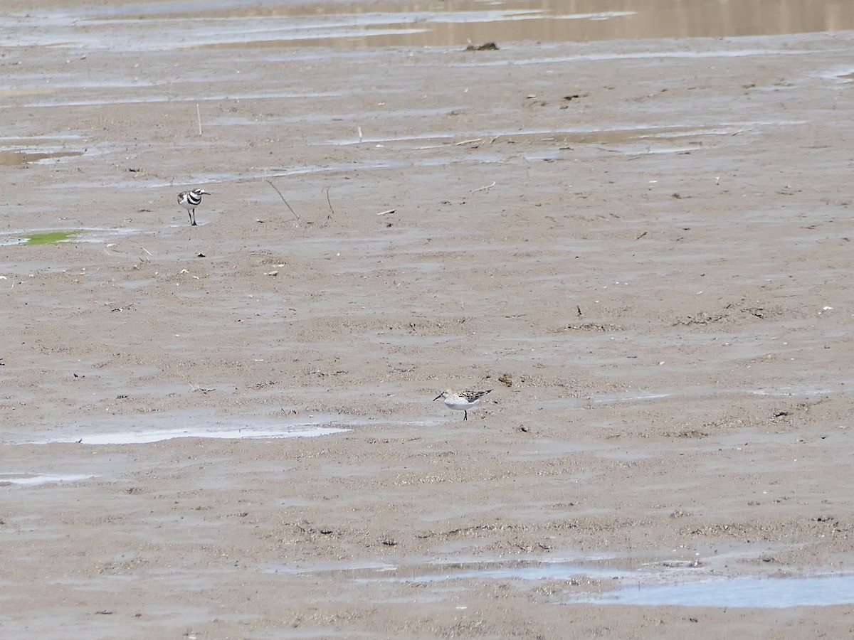 White-rumped Sandpiper - ML164056591