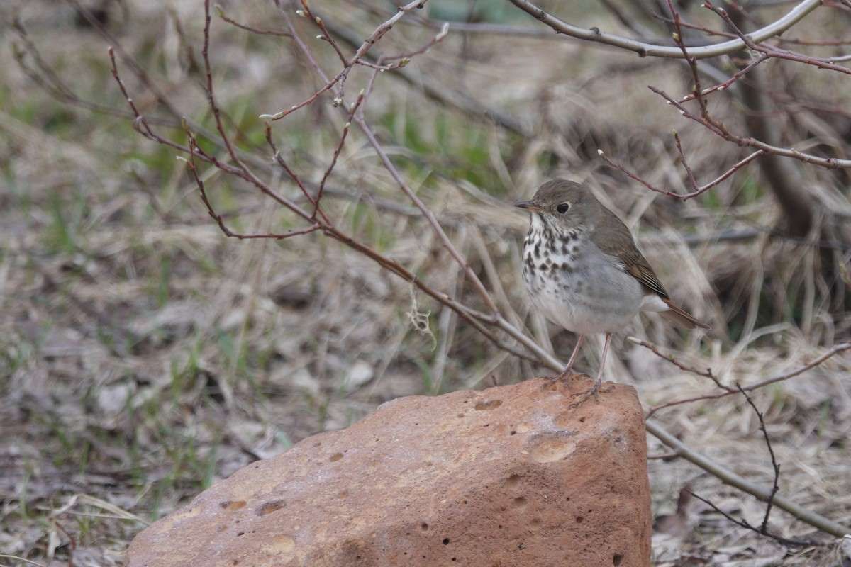 Hermit Thrush - ML164056901