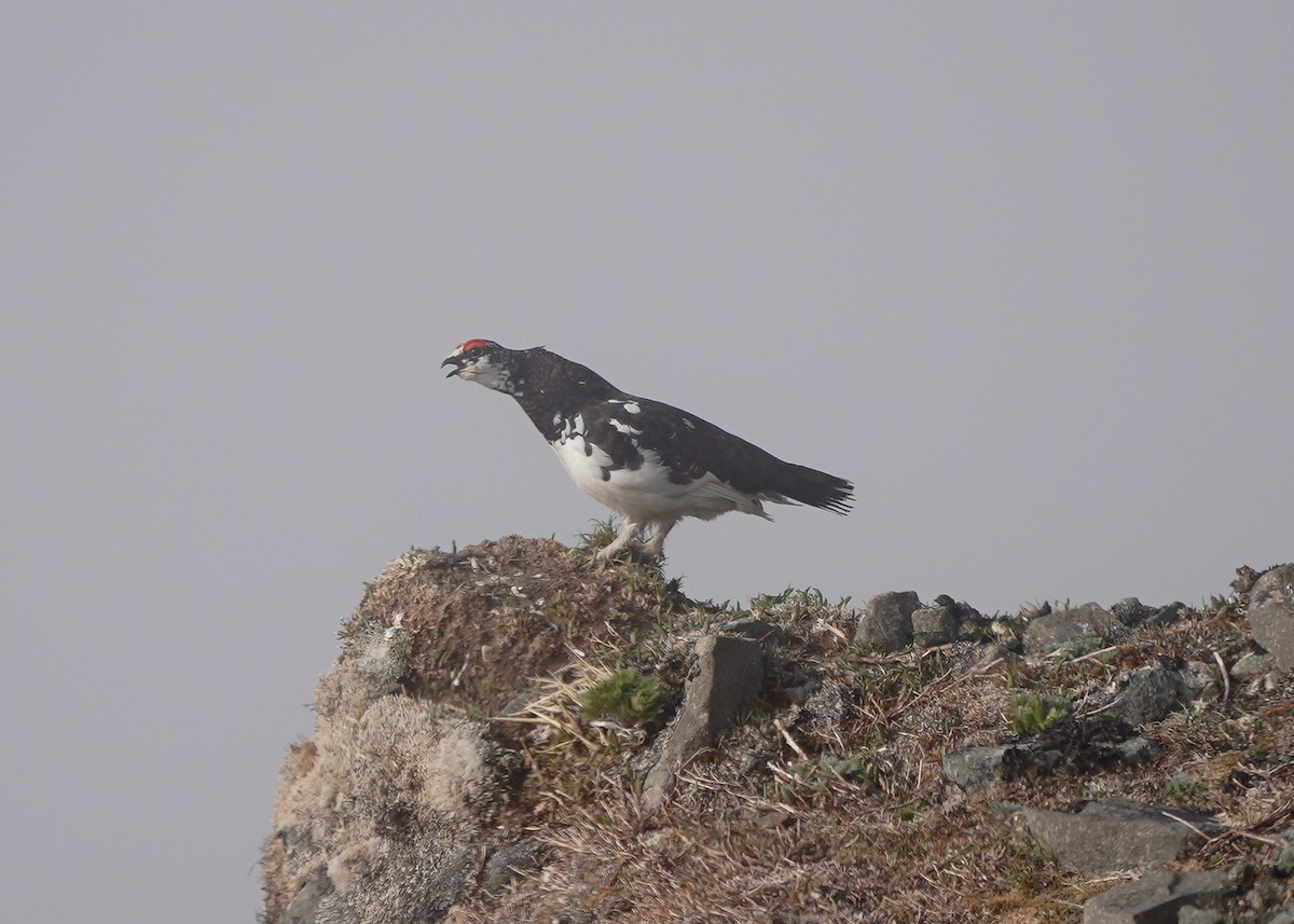 Rock Ptarmigan - ML164059331