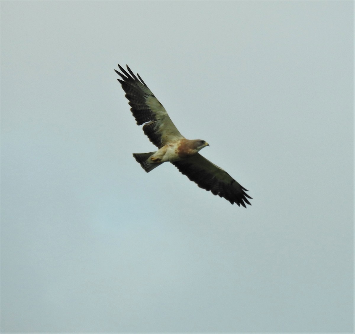 Präriebussard - ML164059681