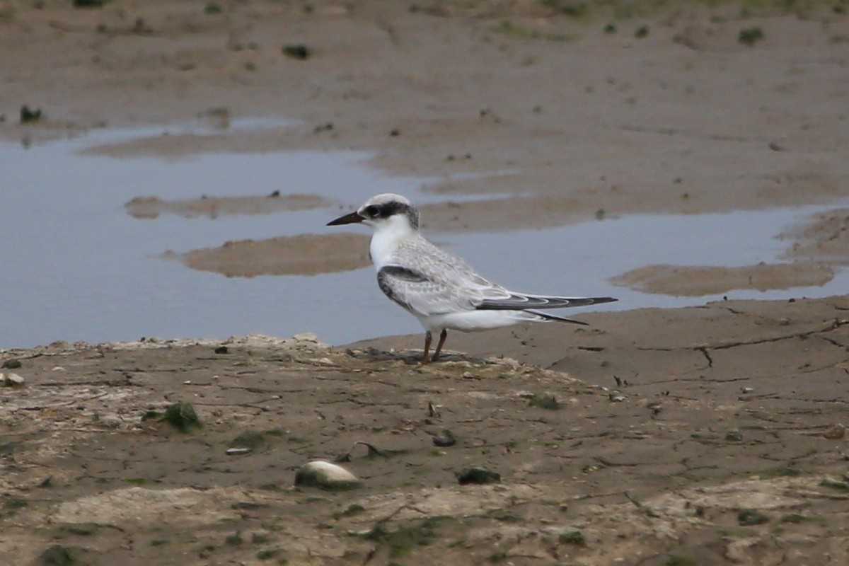 Least Tern - ML164060501