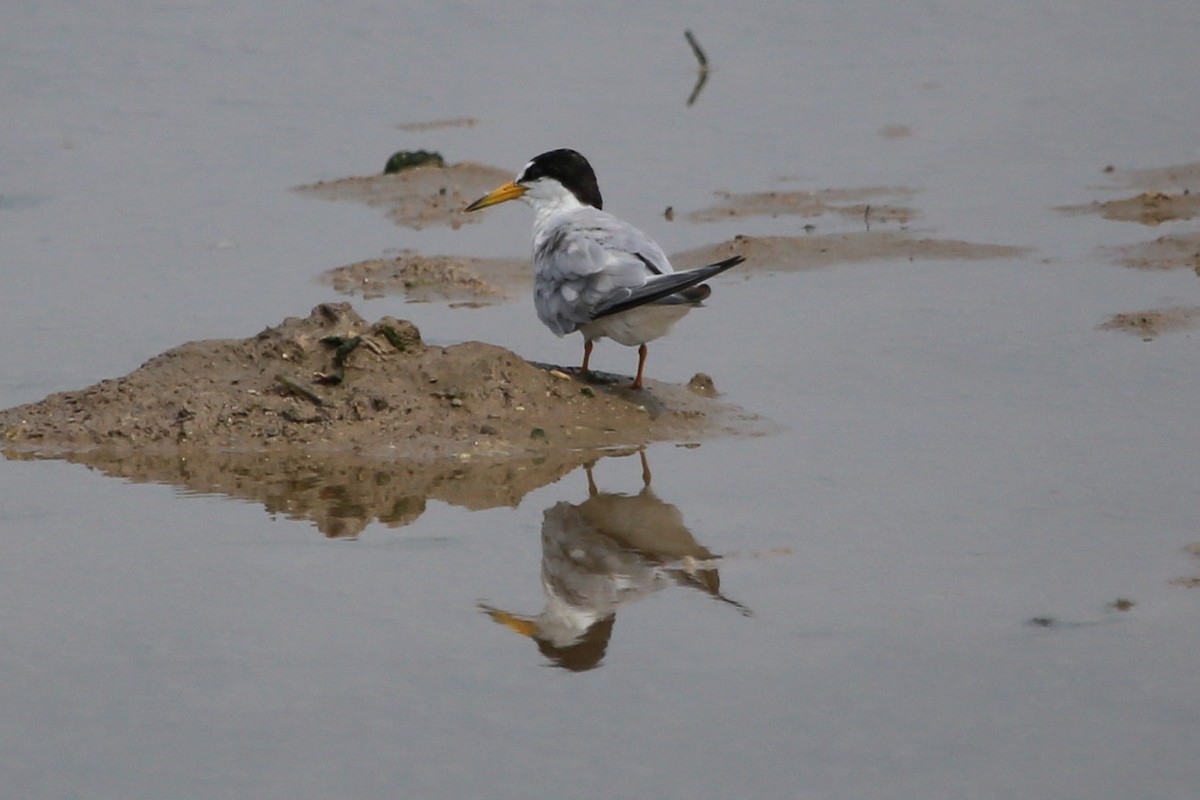 Least Tern - ML164060511