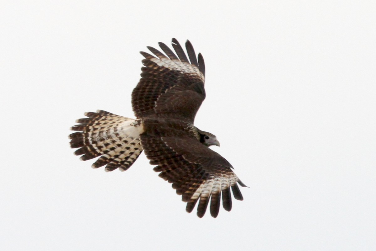 Caracara Chimachima - ML164060831