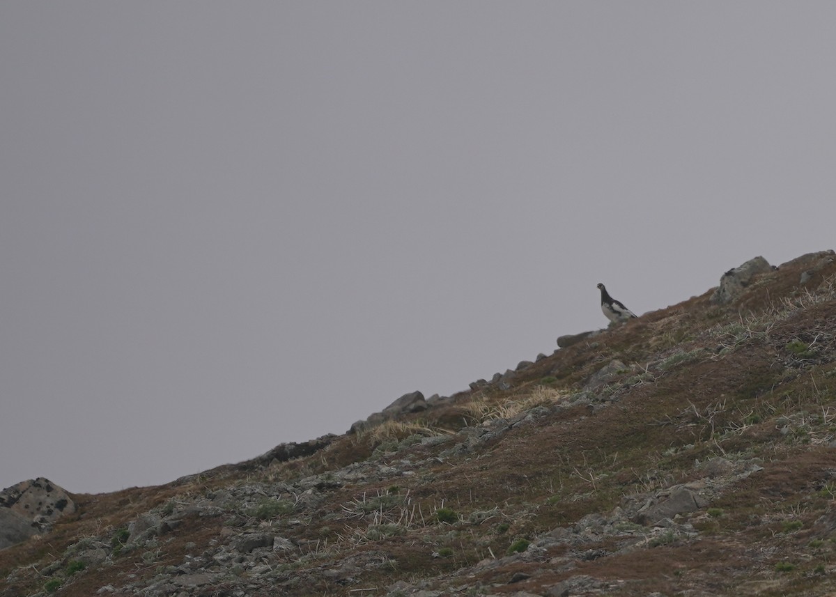 Rock Ptarmigan - ML164060981