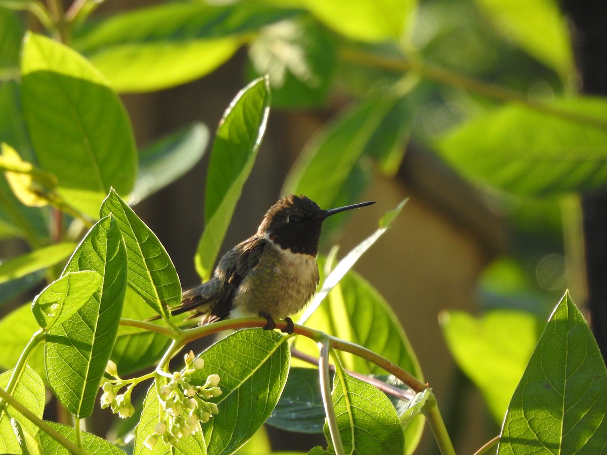 Ruby-throated Hummingbird - Bill Stanley