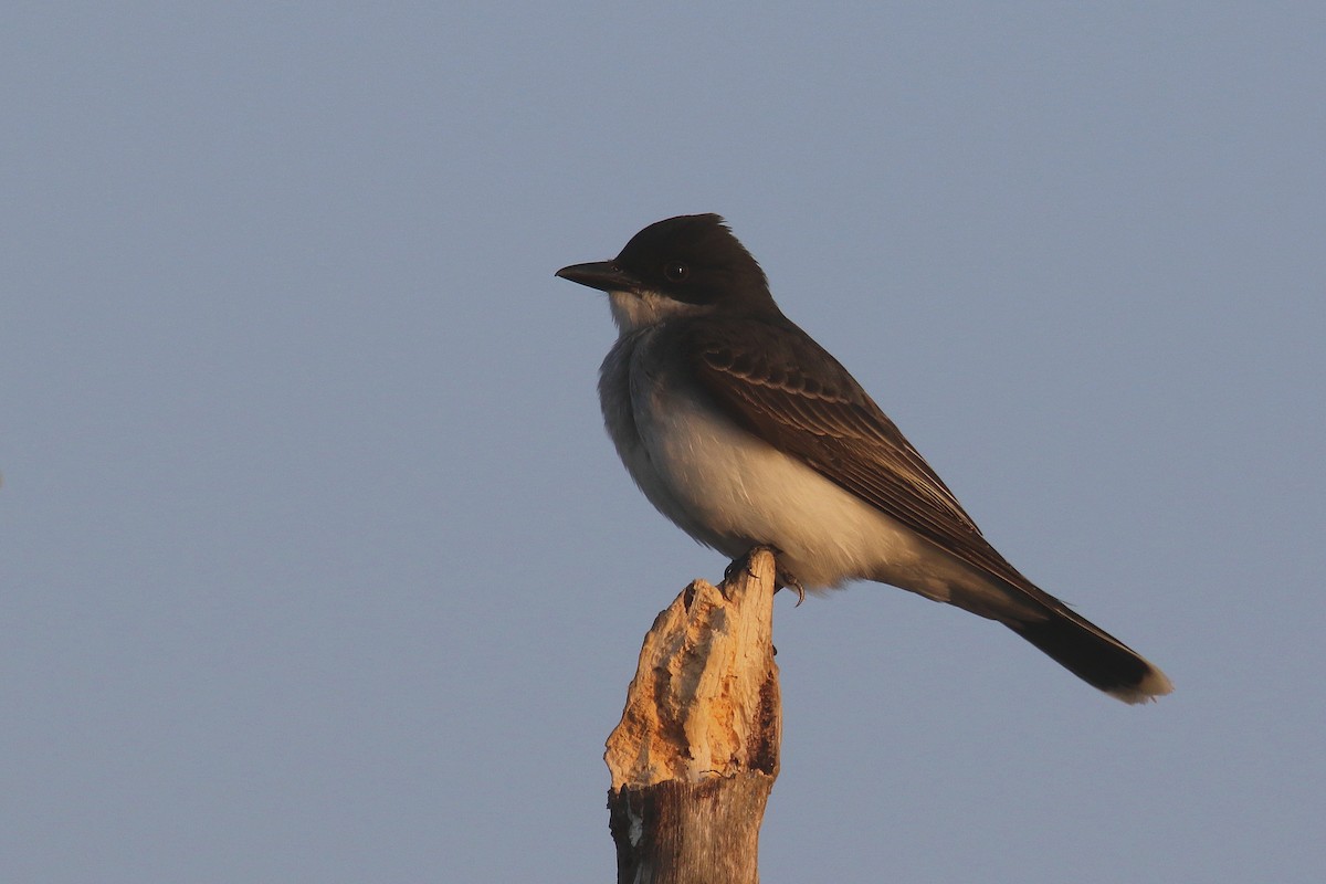 Eastern Kingbird - ML164061961