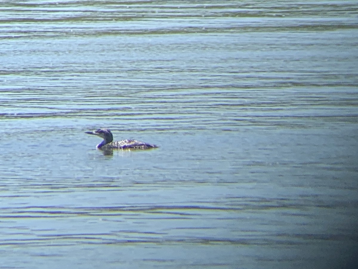 Common Loon - ML164062371