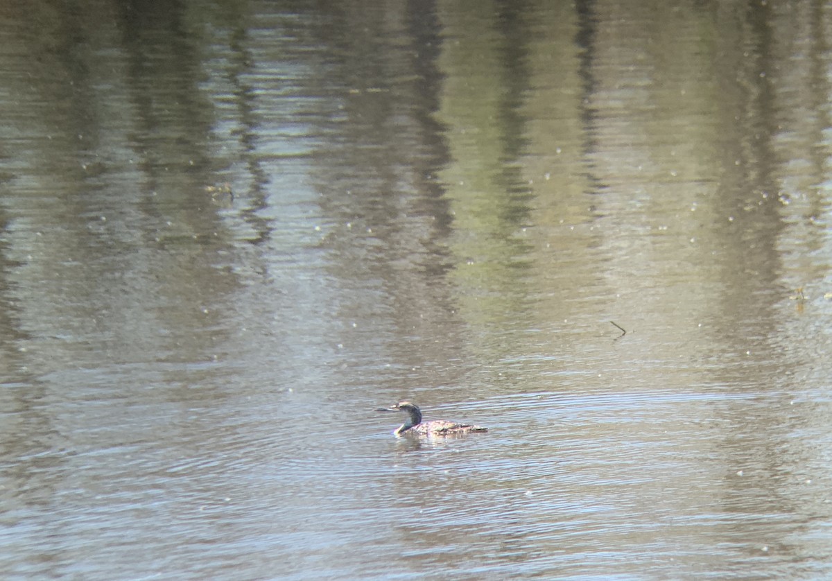 Common Loon - ML164062391