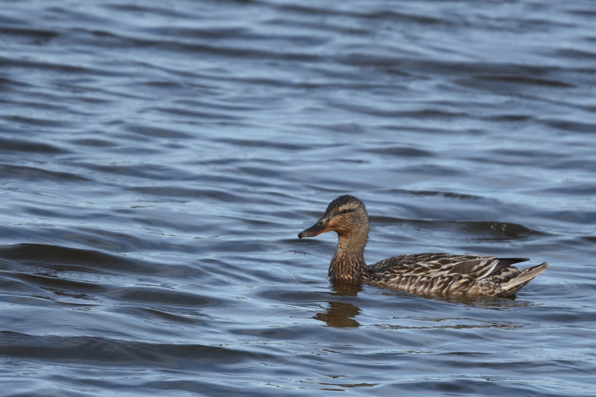 Mallard - Marie O'Neill