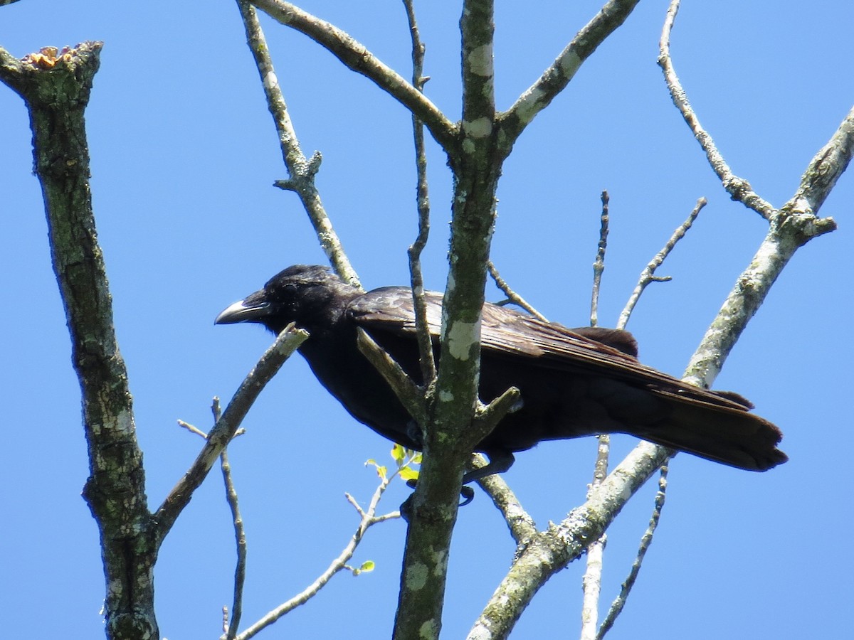 Fish Crow - ML164064481