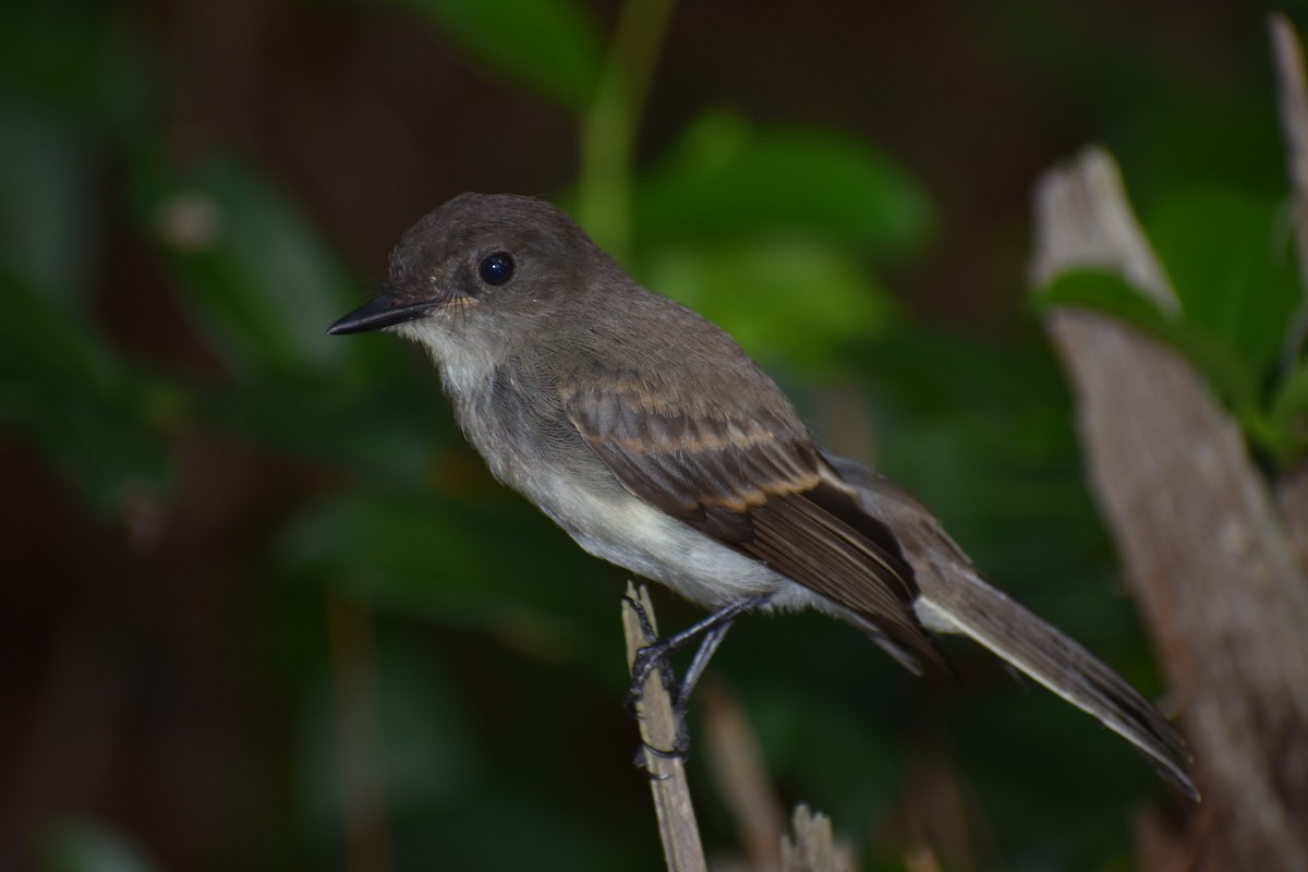 Eastern Phoebe - ML164064541