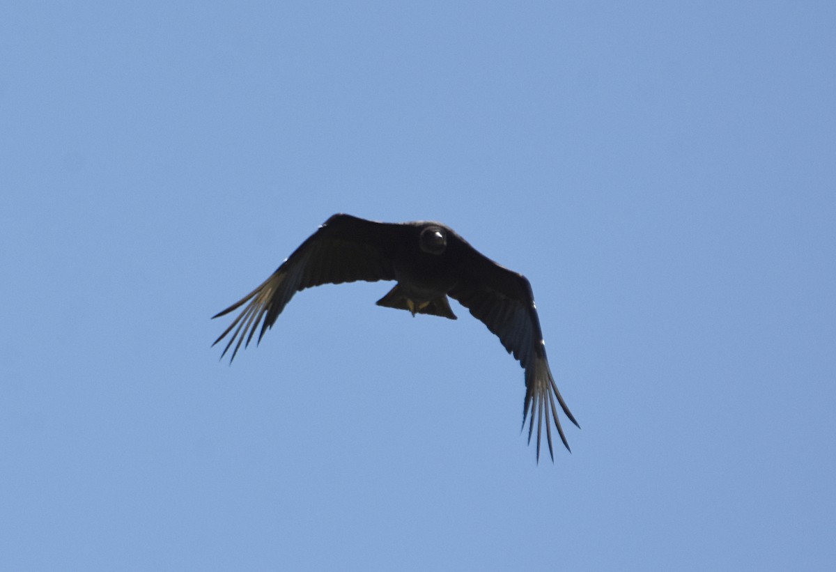 Black Vulture - Glenn Wyatt