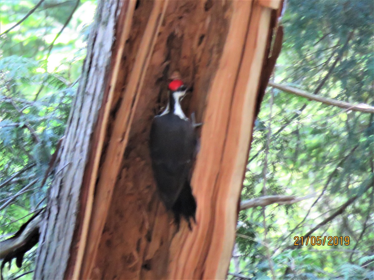 Pileated Woodpecker - ML164067531