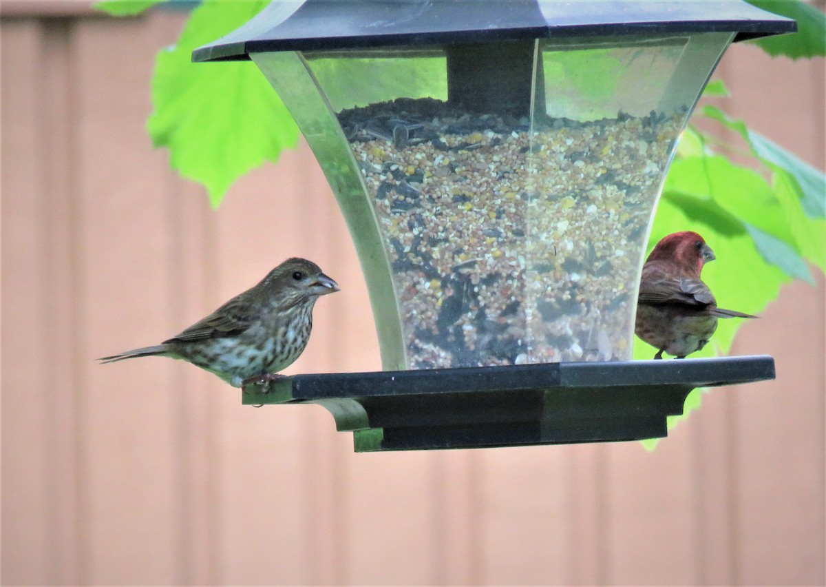 Purple Finch - ML164068431