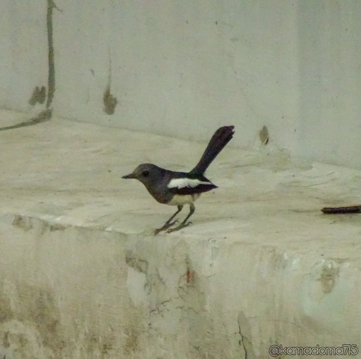 Philippine Magpie-Robin - Vincent Alinan