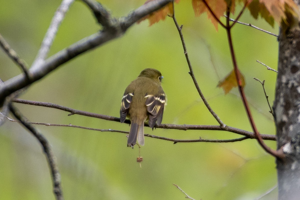 Yellow-bellied Flycatcher - ML164073821