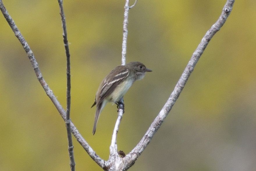 Alder Flycatcher - ML164074101