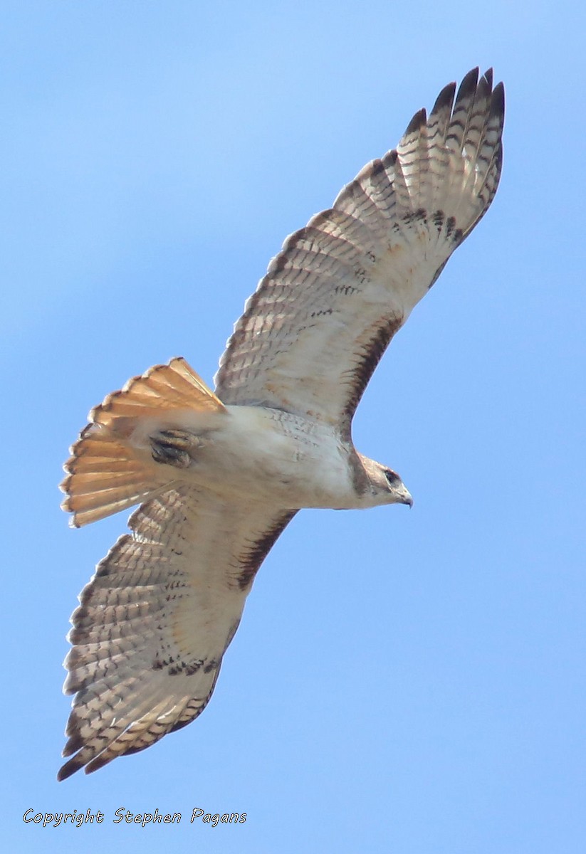 Red-tailed Hawk - Steve Pagans