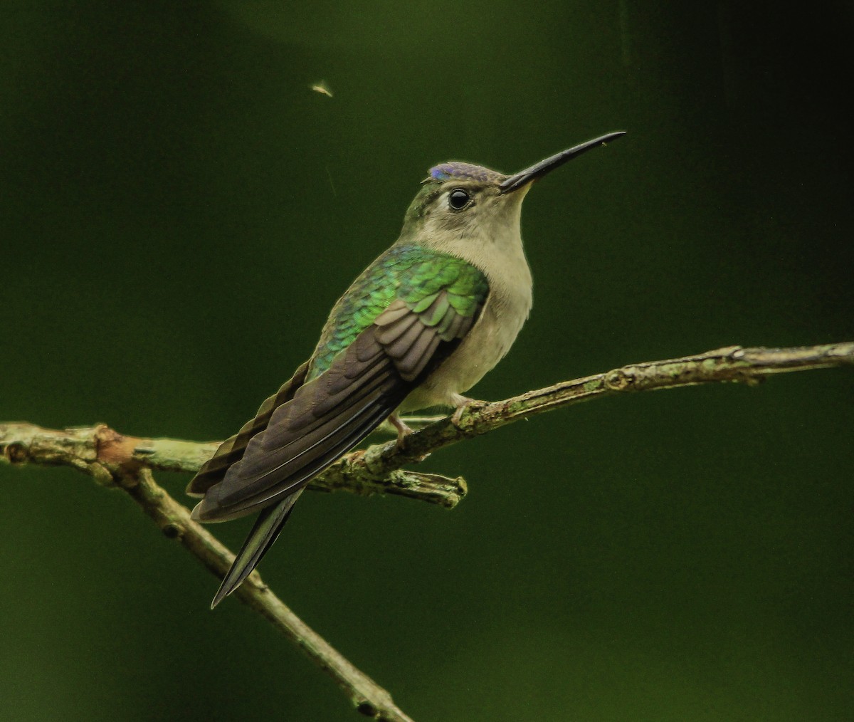 Wedge-tailed Sabrewing - Roni Martinez