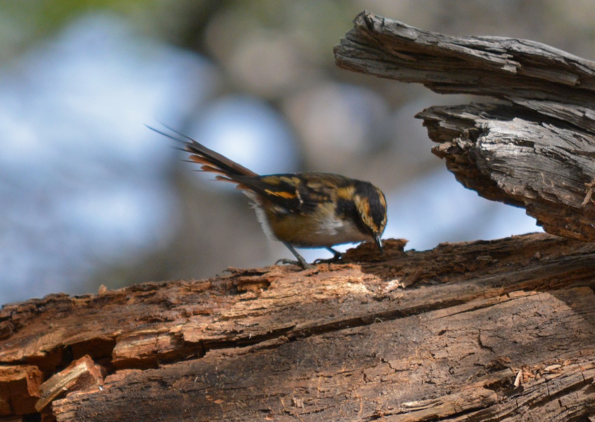 Thorn-tailed Rayadito - ML164081121