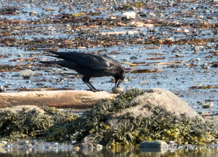 American Crow - ML164081841