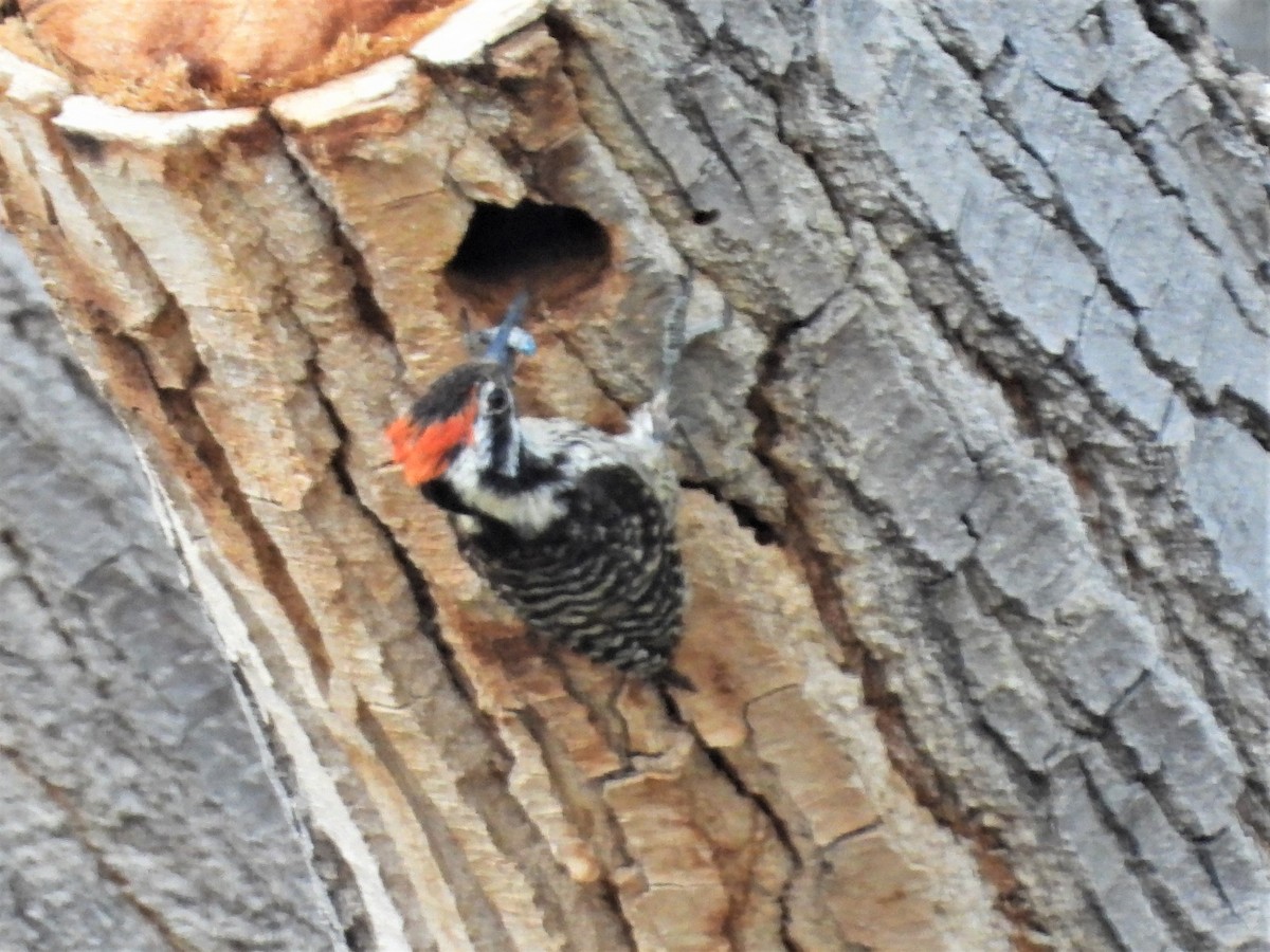 Ladder-backed Woodpecker - ML164083811