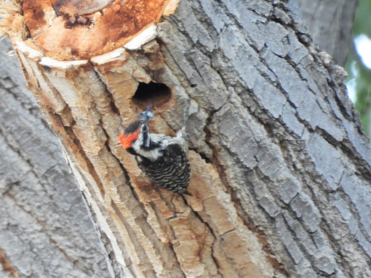 Ladder-backed Woodpecker - ML164083841